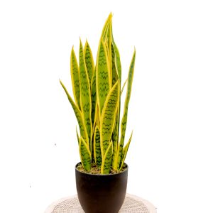 Artificial Snake Plant