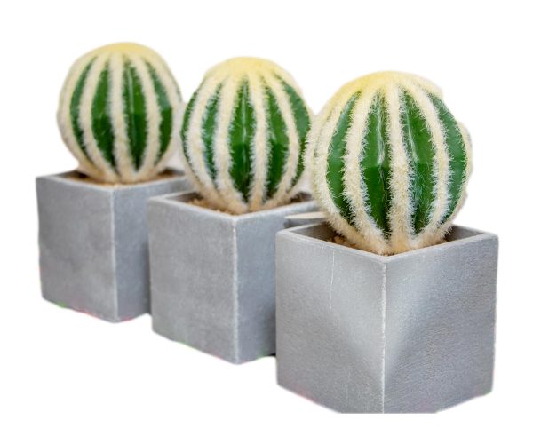 Round Barrel Cactus in Pot